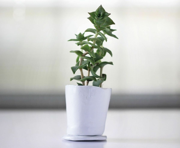 idea regalo di natale pianta in vaso personalizzata