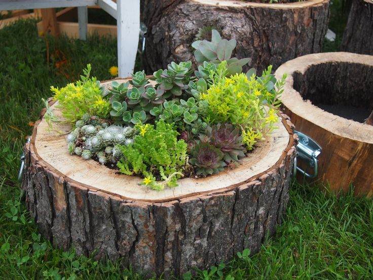 succulents-in-garden-log