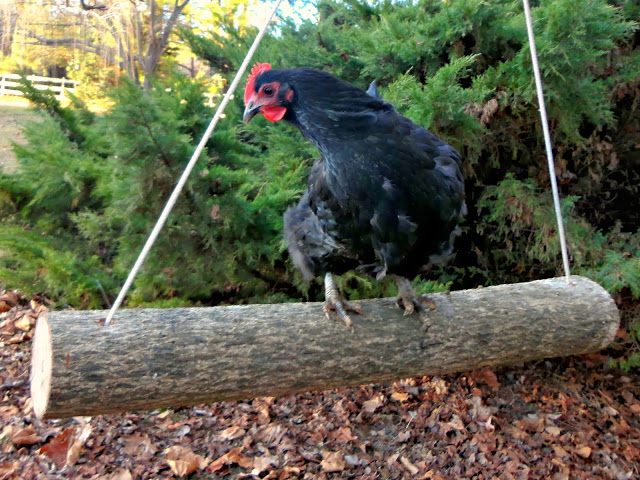 log-swing-con-gallina