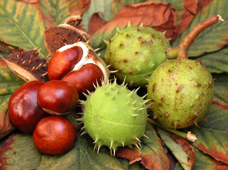 decorazione con castagne fatte in casa