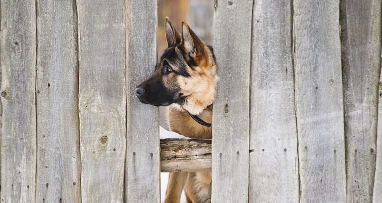 犬と小さな庭の門