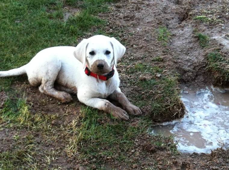 base-recinto-per-cani