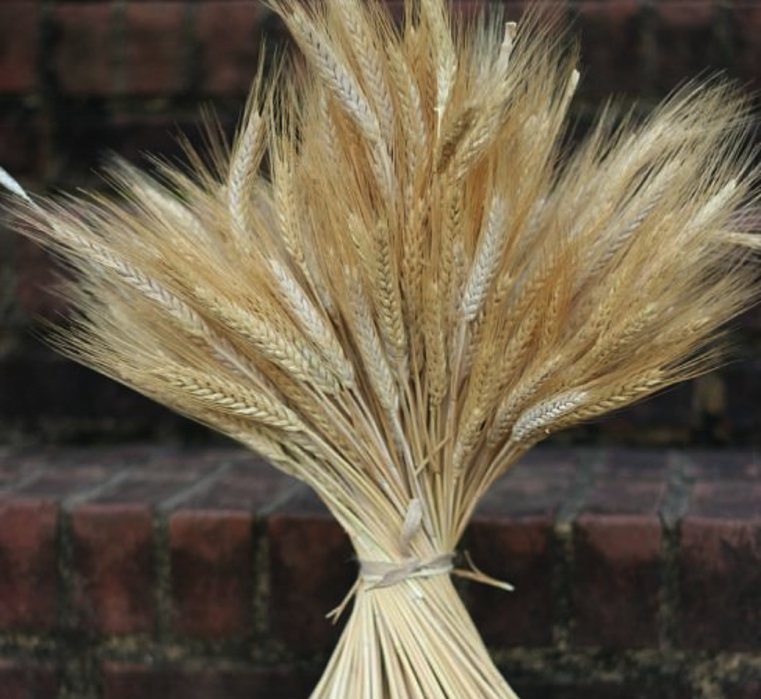黄麻布の弓で小麦の束