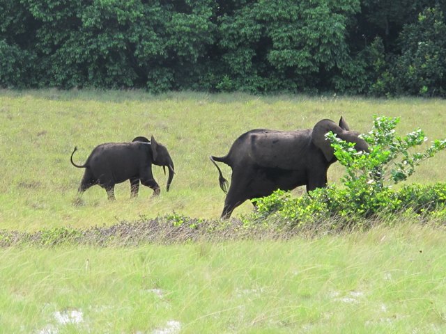 ガボンロアンゴ国立公園
