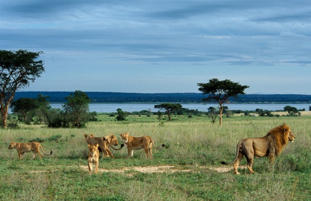 ウガンダマーチソン国立公園