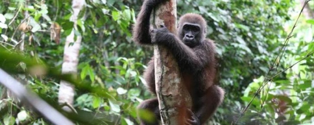 ロバイエ森林中央アフリカ共和国