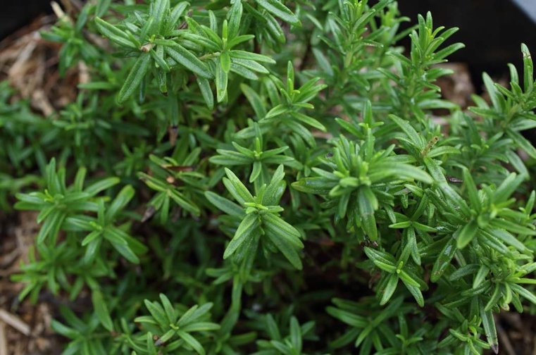 観葉植物-ローズマリー-新鮮