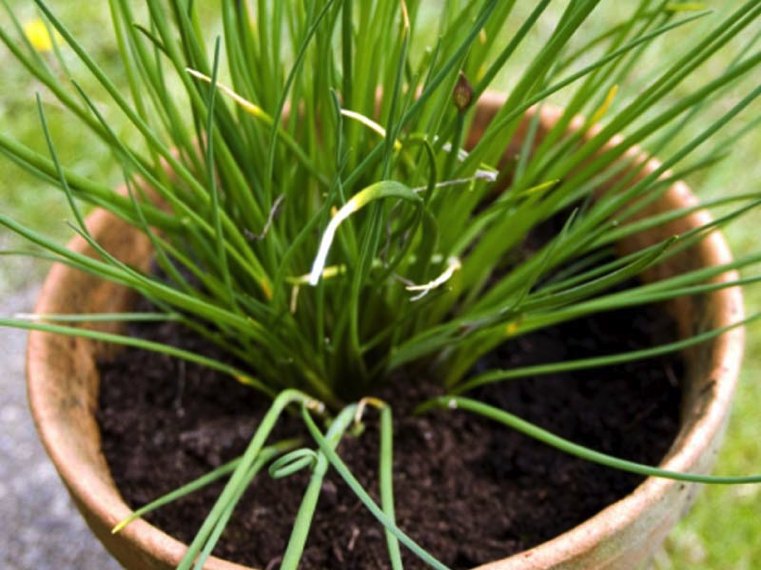 beltéri növények-metélőhagyma-in-pot