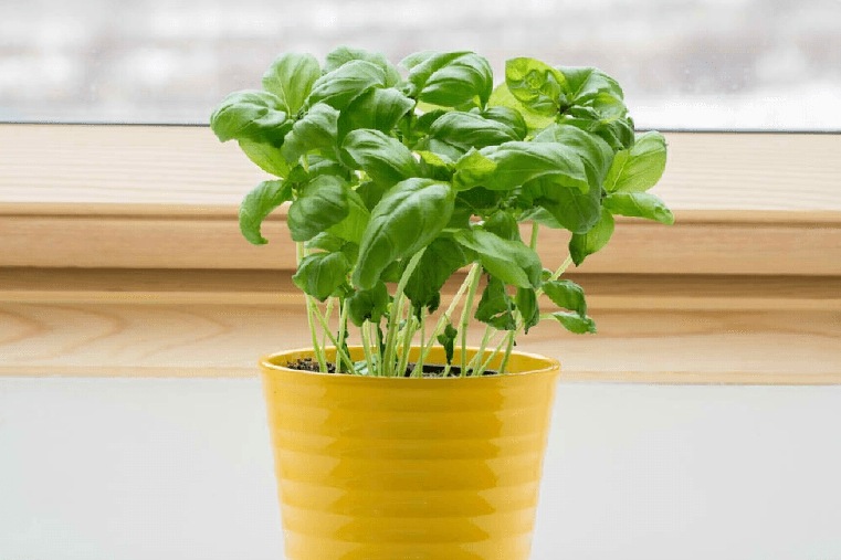 屋内バジルインポット用芳香植物