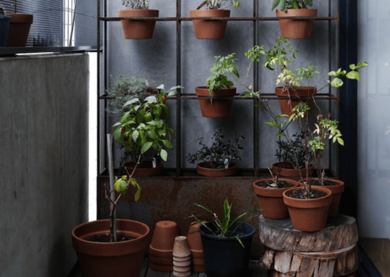 aromatiniai augalai patalpų terasoje