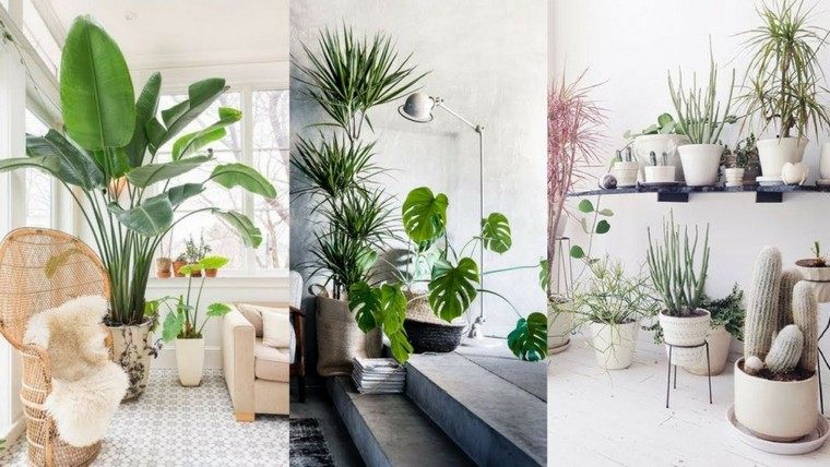 Az Airbnb növény belső dekorációs ötlete a hely elrendezéséhez