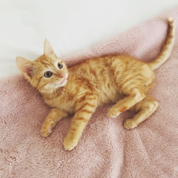 macska fotó aranyos airbnb ötlet mit tegyen háziállat