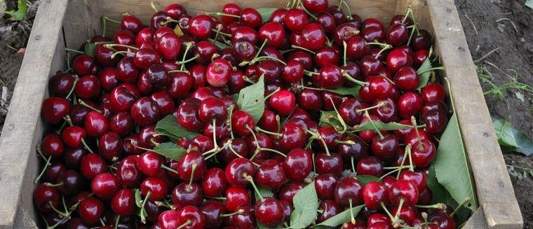 vyšnių lašinamojo poveikio dieta