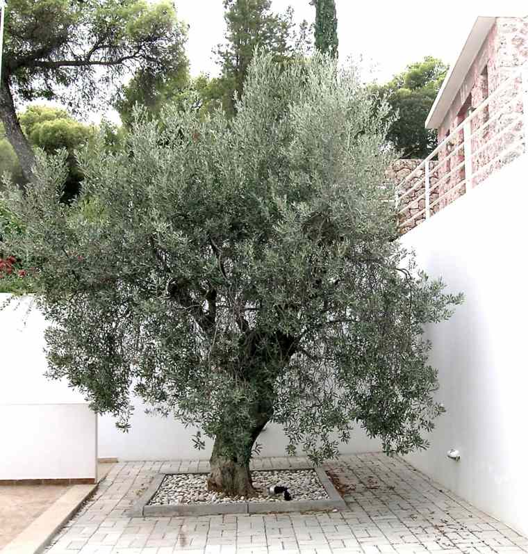 庭-造園-地中海-オリーブ-木-現代-装飾-タイル