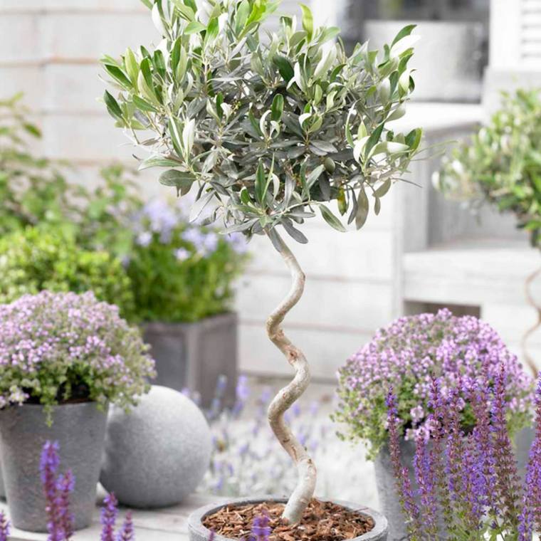 地中海-庭-造園-植物-ギリシャ-イタリア-スペイン-オリーブ-木-植木鉢