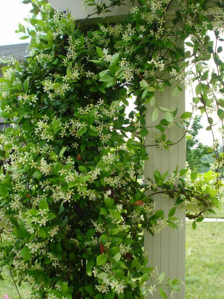 Mediteran-vrt-uređenje-hlad-biljka-deco-pergola-jasmin