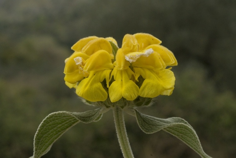 giardino-paesaggio-mediterraneo-piante-da-fioritura-deco-idea-esterno