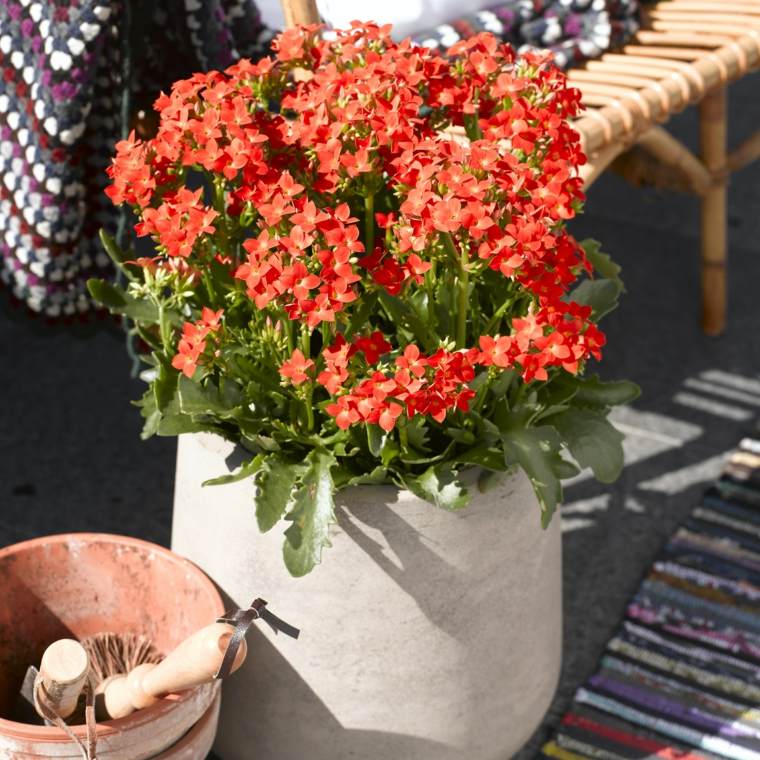 Viduržemio jūros sodas-kraštovaizdis-foto-deco-kalanchoe-augalų vazonas