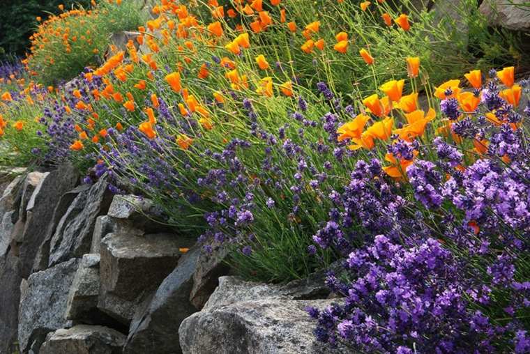 Viduržemio jūros gėlių augalai-levandos-gėlės-sodo kraštovaizdis