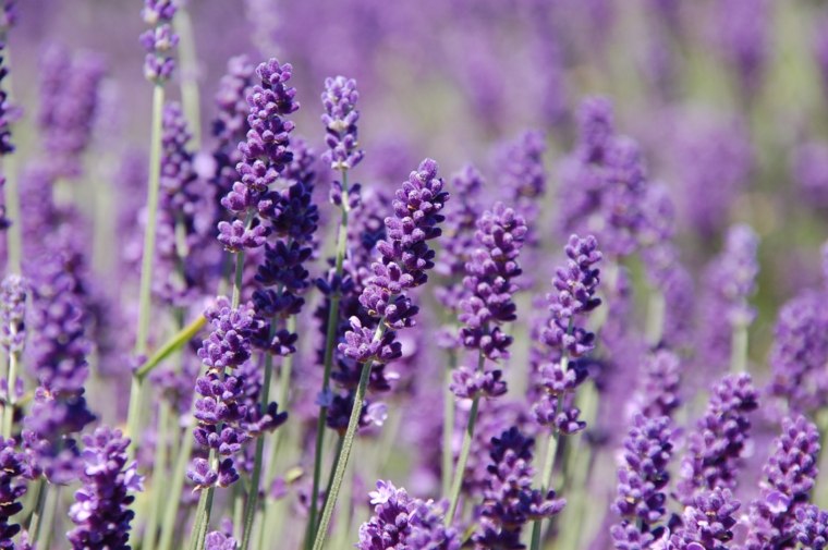 giardino-mediterraneo-idea-deco-primavera-estate-pianta-di-lavanda