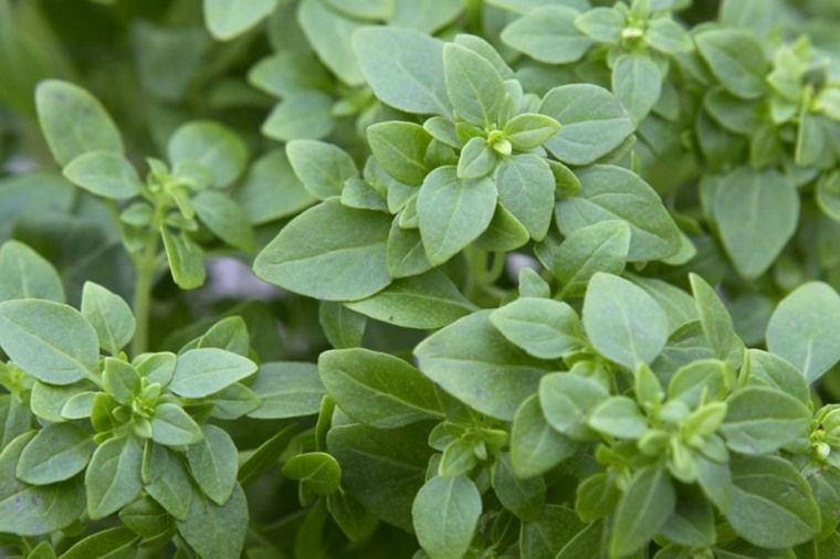 giardino-mediterraneo-paesaggio-piante-verdi-erbe-idea-basilico-greco