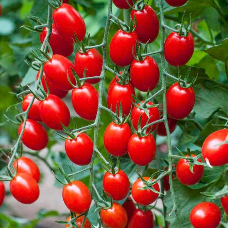 sodo idėjos-Viduržemio jūros-daržovių sodas-vyšniniai pomidorai