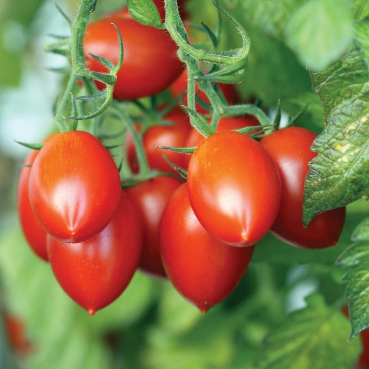 idėja-sodas-išorė-Viduržemio jūros-daržovių sodas-pomidorų Roma