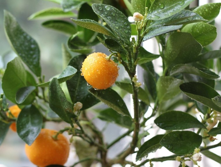 Viduržemio jūros sodas-kraštovaizdis-išorė-foto-klementino medis