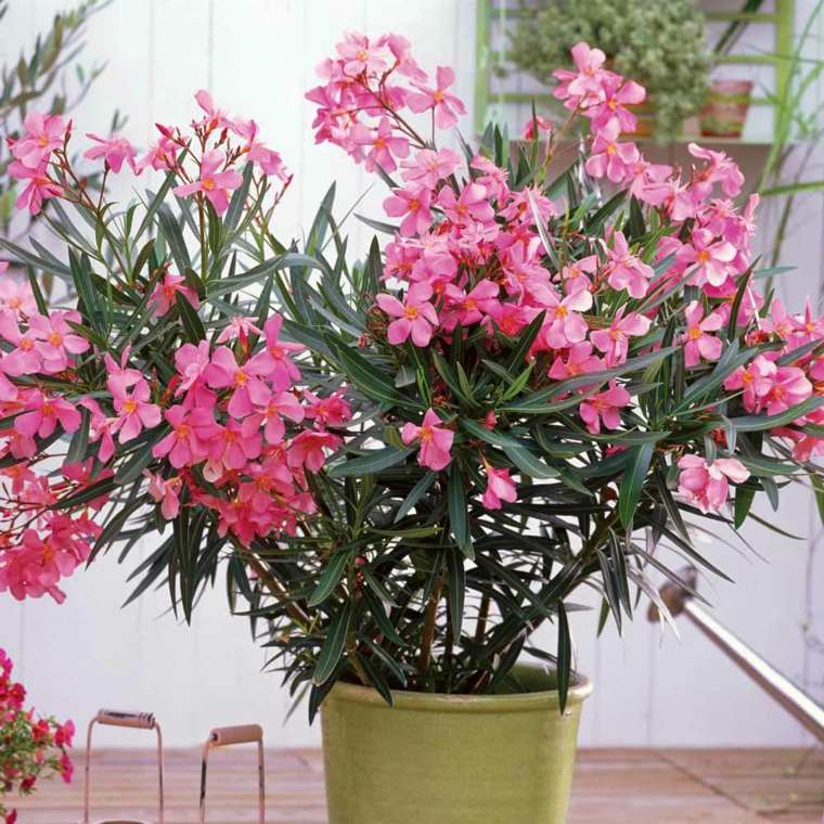 地中海の屋外庭園造園idee-plant-shrub-flowering-oleandre.jpg