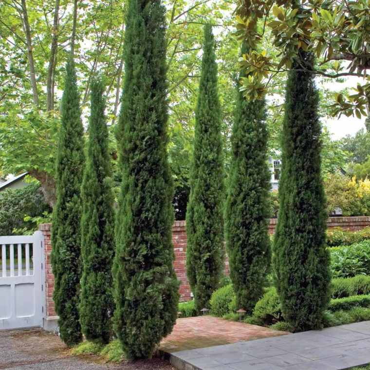 cypress-green-plants-deco-idee.jpg