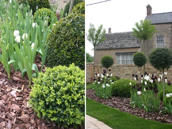 tulipani decorativi per piccoli giardini