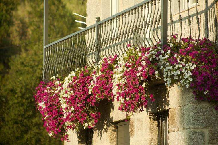 decora il tuo balcone - petunie