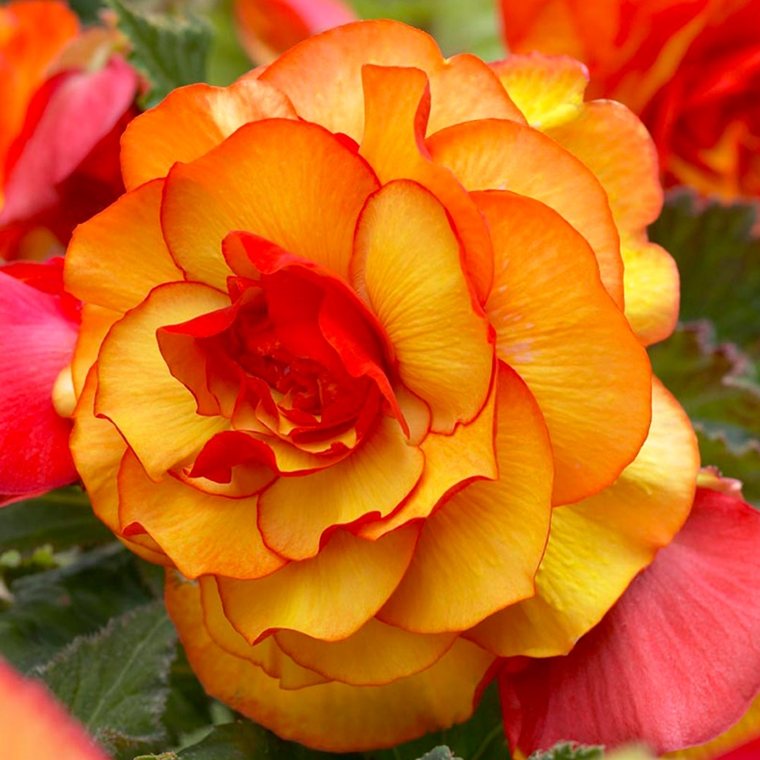 decora il tuo balcone - begonia dorata