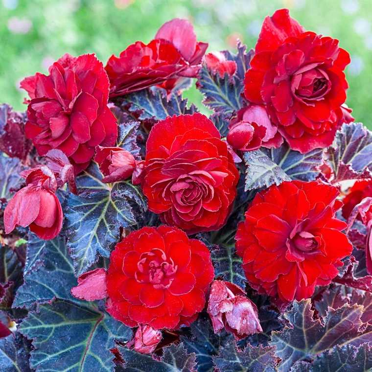 arreda il tuo balcone - begonia svizzera in rosso