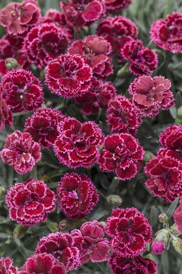 hogy elrendezze erkélyét - dianthus