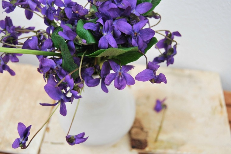 decora il tuo balcone - violette