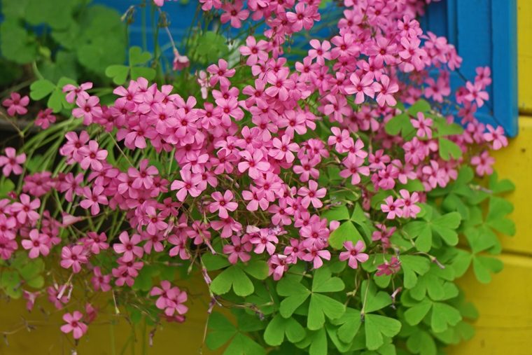 decora il tuo balcone - oxalis