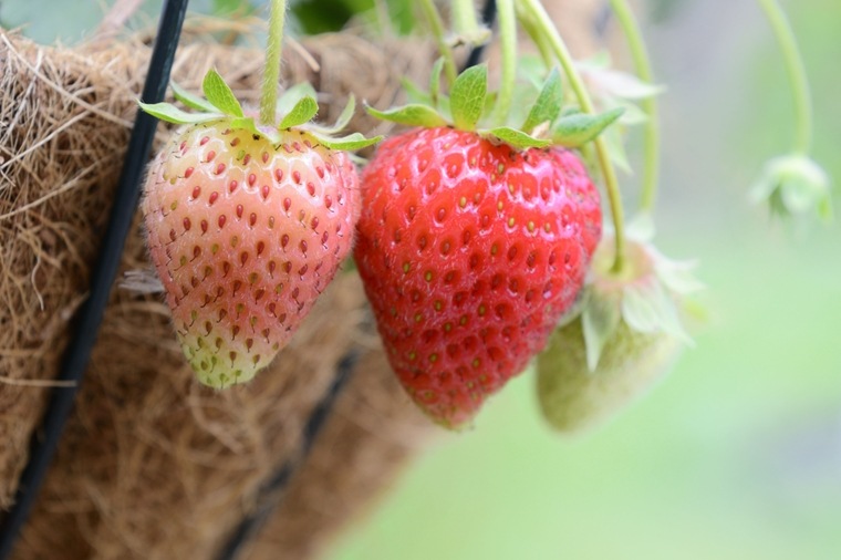 arreda il tuo balcone - fragole