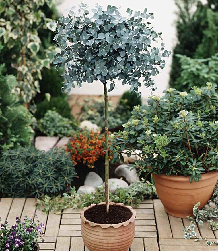 arreda il tuo balcone - eucalipto