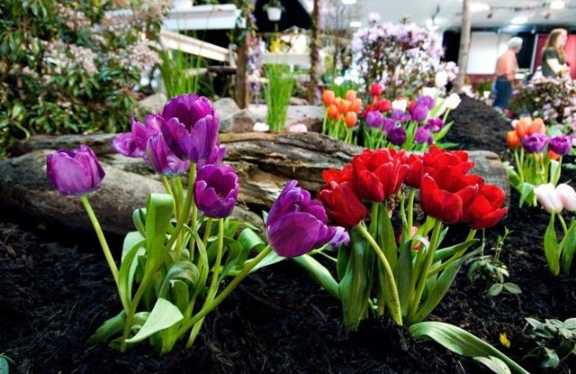 Uređenje vašeg vrta - tulipani