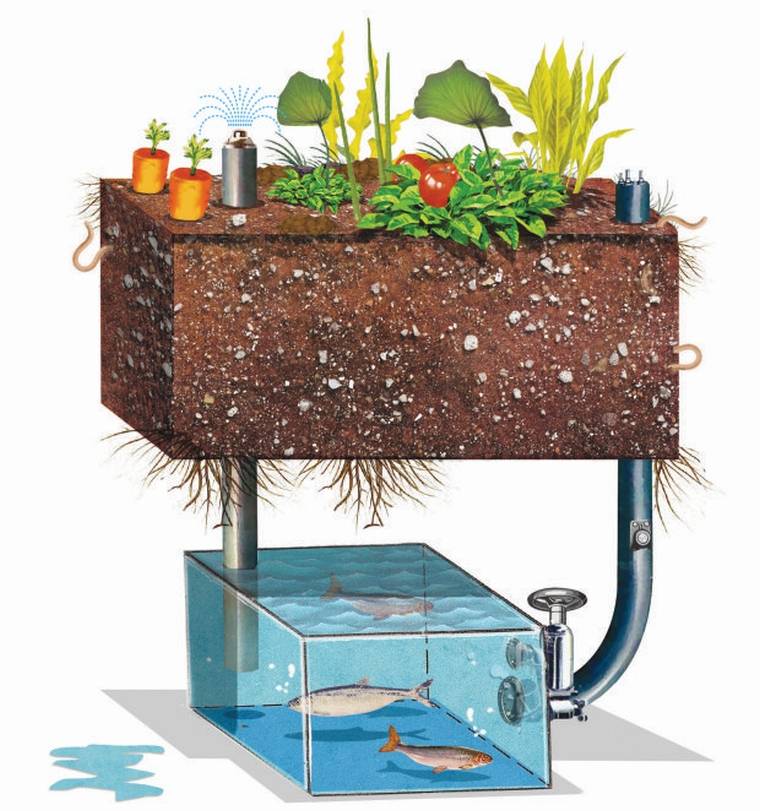 aquaponics diagram rajz