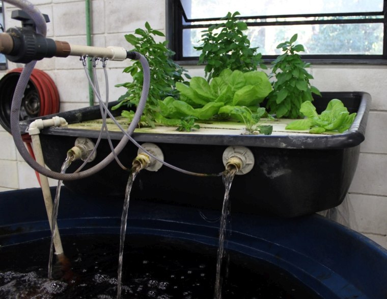 növényi víz kiürítése