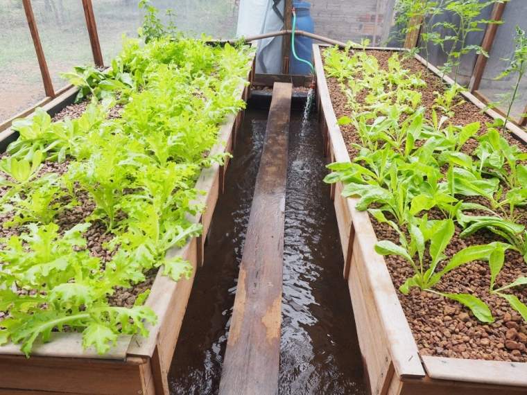 aquaponics nevet salátát