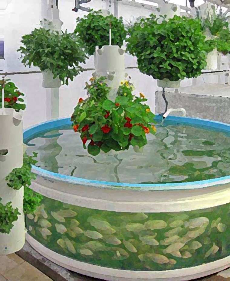 aquaponics augalų žuvis
