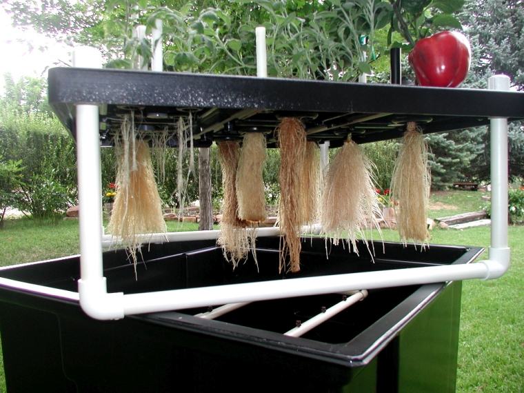 aeroponics növény gyökerei