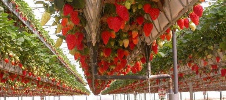 aeroponics eper tenyésztés