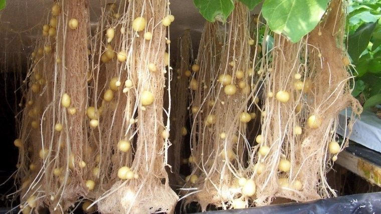 aeroponics növény gyökerei