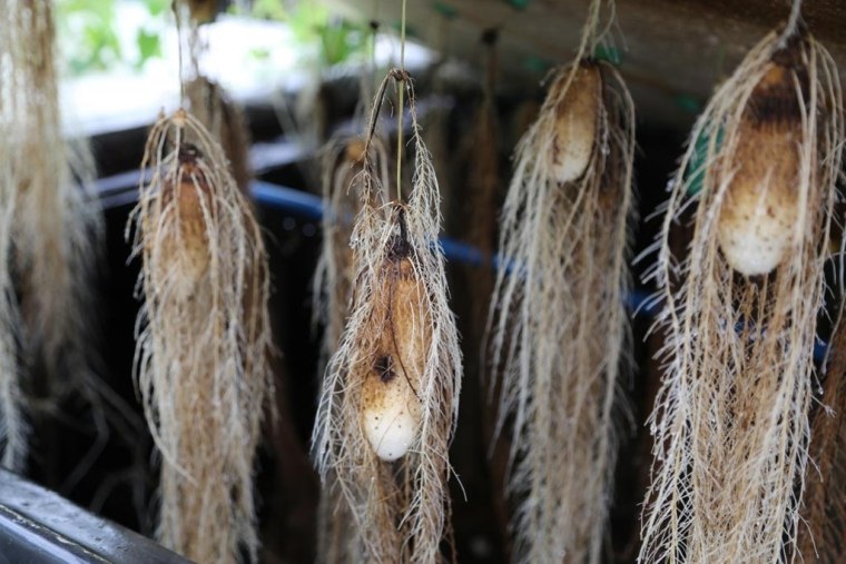 eracines növényi aeroponics édesburgonya