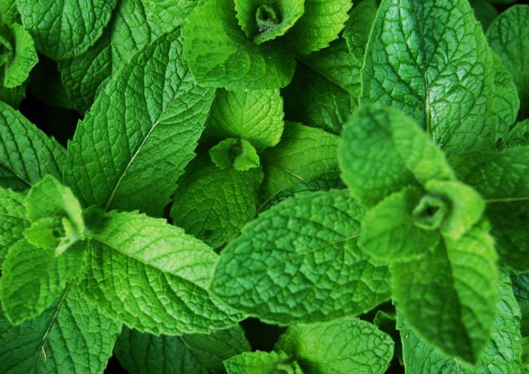 repellenti per zanzare alla menta