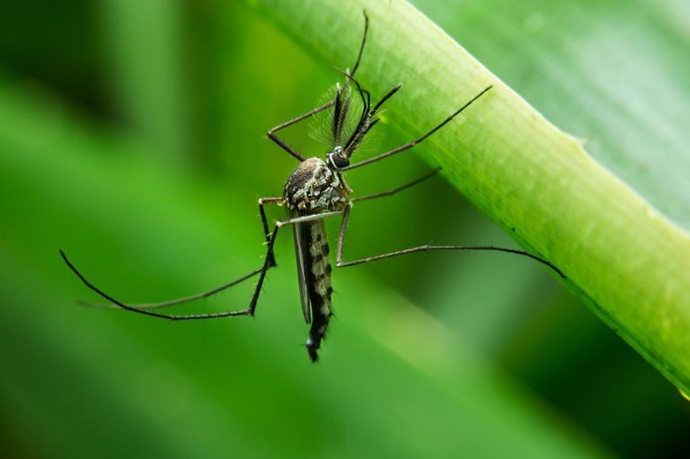 piante contro zanzare e insetti